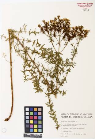 Millepertuis commun - plante adulte