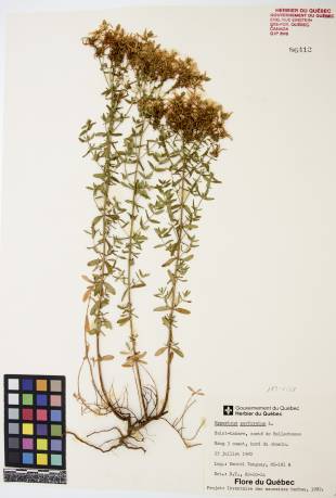 Millepertuis commun - plante adulte