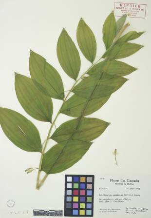 Sceau-de-Salomon pubescent - plante adulte