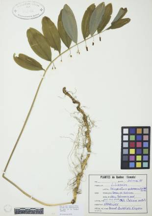 Sceau-de-Salomon pubescent - plante adulte