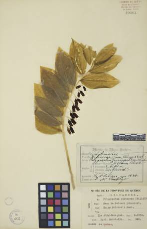 Sceau-de-Salomon pubescent - plante adulte