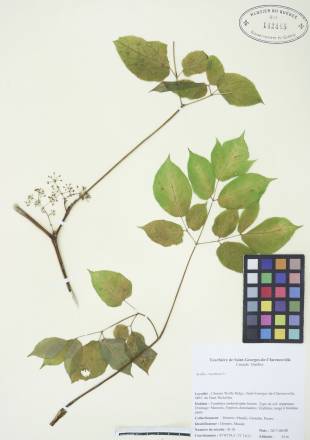 Aralie à grappes - plante adulte