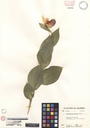 Cypripède royal - plante adulte