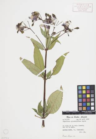 Impatiente glanduleuse - plante témoin