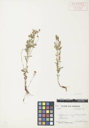 Millepertuis majeur - plante adulte