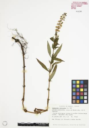 Lysimaque terrestre - plante témoin