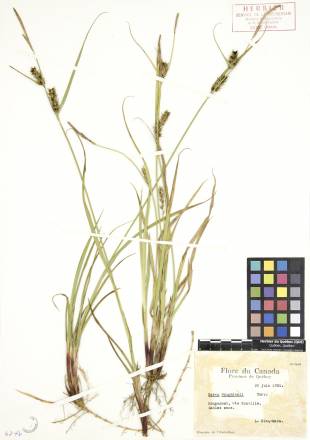 Carex de Houghton - plante adulte