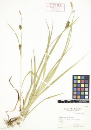 Carex de Houghton - plante adulte