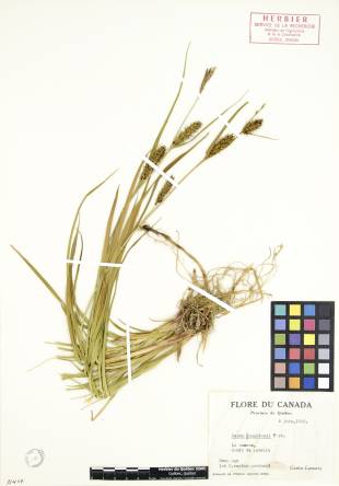 Carex de Houghton - plante adulte