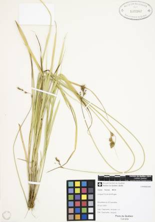 Carex fourrager - plante adulte