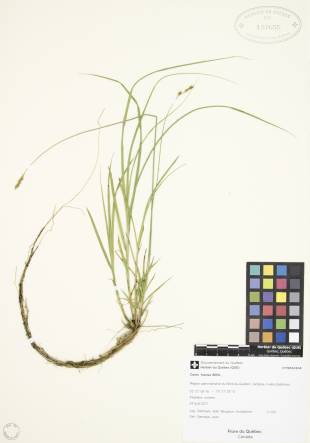 Carex fourrager - plante adulte