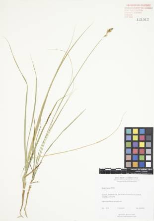 Carex fourrager - plante adulte