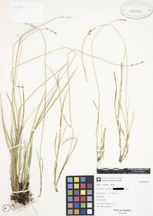 Carex fourrager - plante adulte