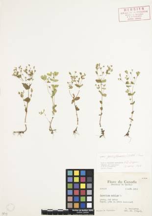 Millepertuis nain - plante adulte