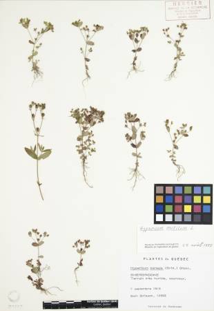 Millepertuis nain - plante adulte