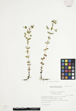 Millepertuis nain - plante adulte