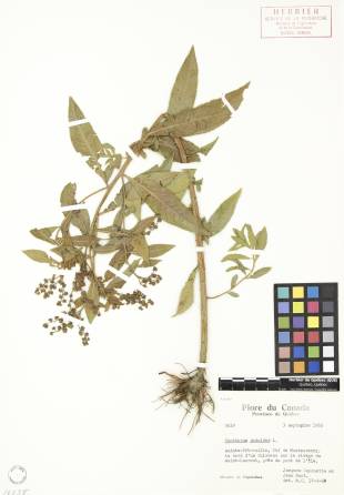 Penthorum faux-orpin - plante adulte