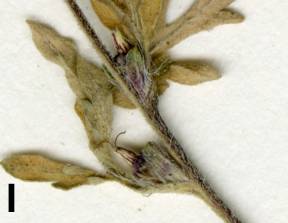 Petite image rapproché des traits de caractéristiques de la plante: Herbe à poux