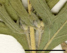 Petite image rapproché des traits de caractéristiques de la plante: Herbe à poux vivace