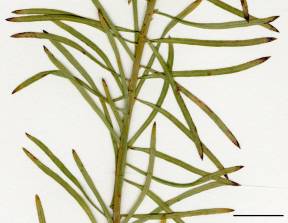 Petite image rapproché des traits de caractéristiques de la plante: Euphorbe cyprès