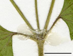 Petite image rapproché des traits de caractéristiques de la plante: Galinsoga cilié