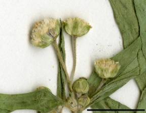 Petite image rapproché des traits de caractéristiques de la plante: Galinsoga à petites fleurs