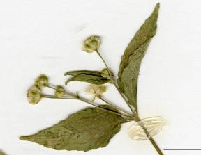 Petite image rapproché des traits de caractéristiques de la plante: Galinsoga à petites fleurs