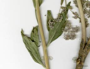 Petite image rapproché des traits de caractéristiques de la plante: Lépidie à feuilles larges