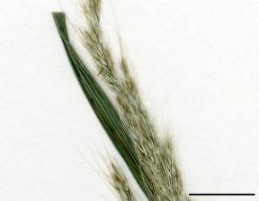 Petite image rapproché des traits de caractéristiques de la plante: Muhlenbergie feuillée