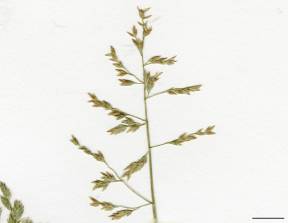 Petite image rapproché des traits de caractéristiques de la plante: Pâturin annuel