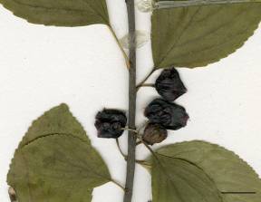 Petite image rapproché des traits de caractéristiques de la plante: Nerprun à feuilles d'aulne