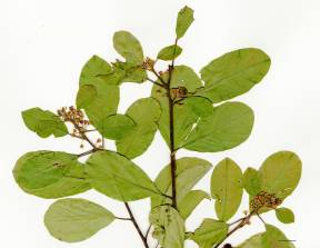 Petite image rapproché des traits de caractéristiques de la plante: Nerprun bourdaine