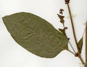 Petite image rapproché des traits de caractéristiques de la plante: Patience à feuilles obtuses