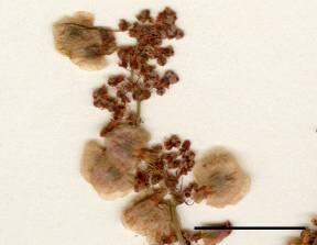 Petite image rapproché des traits de caractéristiques de la plante: Oseille thyrsiflore