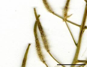 Petite image rapproché des traits de caractéristiques de la plante: Moutarde blanche