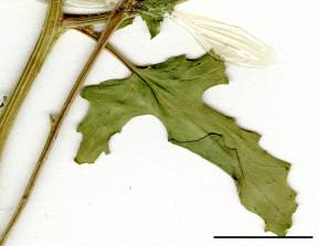Petite image rapproché des traits de caractéristiques de la plante: Moutarde blanche