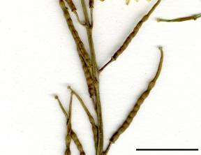 Petite image rapproché des traits de caractéristiques de la plante: Moutarde des champs