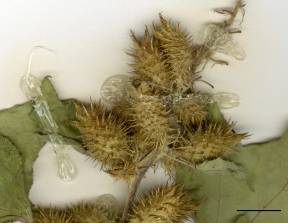 Petite image rapproché des traits de caractéristiques de la plante: Lampourde glouteron