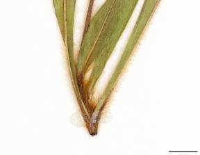 Petite image rapproché des traits de caractéristiques de la plante: Épervière des prés