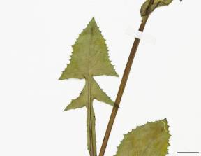 Petite image rapproché des traits de caractéristiques de la plante: Laiteron potager