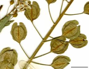 Petite image rapproché des traits de caractéristiques de la plante: Tabouret des champs