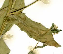 Petite image rapproché des traits de caractéristiques de la plante: Tabouret des champs