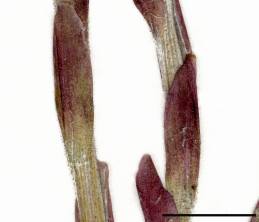 Petite image rapproché des traits de caractéristiques de la plante: Tussilage pas-d'âne