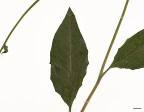 Petite image rapproché des traits de caractéristiques de la plante: Épervière vulgaire