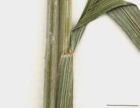 Petite image rapproché des traits de caractéristiques de la plante: Seigle commun