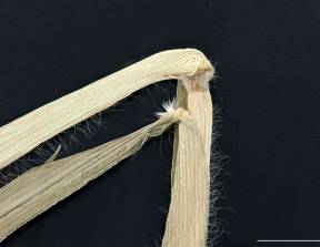 Petite image rapproché des traits de caractéristiques de la plante: Panic millet