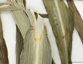 Petite image rapproché des traits de caractéristiques de la plante: Échinochloa pied-de-coq