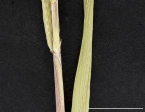 Petite image rapproché des traits de caractéristiques de la plante: Agrostide blanche