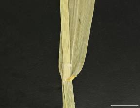 Petite image rapproché des traits de caractéristiques de la plante: Alpiste roseau