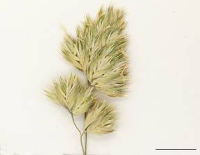 Petite image rapproché des traits de caractéristiques de la plante: Dactyle pelotonné